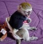 Minunata maimuță capucină pentru adoptarea de christmass     