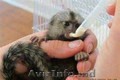 Maimuță de marmot pigmeu disponibilă