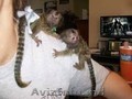 Maimuțe marmoset drăguțe și sănătoase  