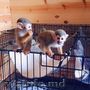 maimuțe de rasă pură pentru adopție/vânzare